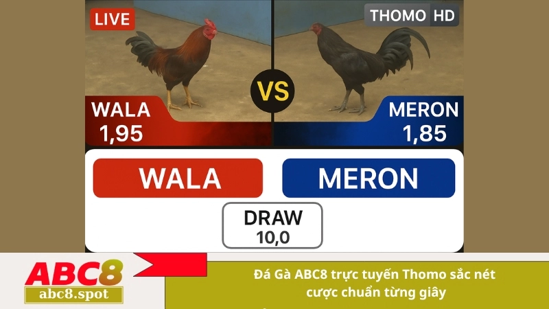 Đá Gà ABC8 trực tuyến Thomo sắc nét, cược chuẩn từng giây